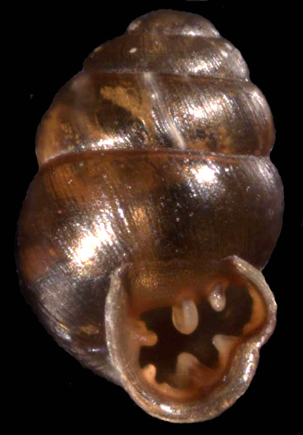 VA_LandSnails